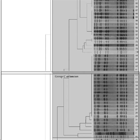 Pfge Dendrogram Of Methicillin Resistant Staphylococcus Aureus Isolates