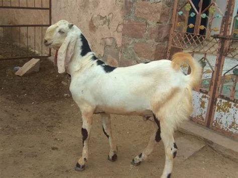 Male White Sojat Goat At Rs 350 Kg In RIICO Industrial Area Palsana