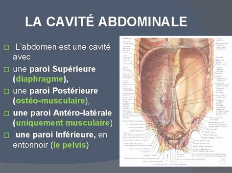 LA CAVITE ABDOMINALE ET SES PAROIS PLAN DU