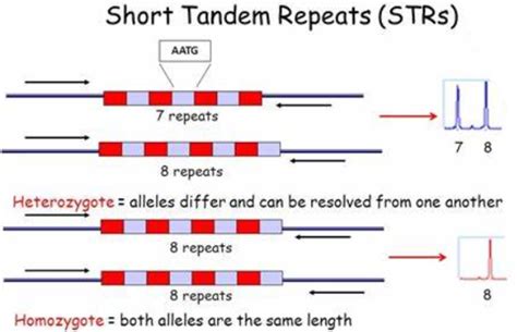 短串联重复序列 Str Short Tandem Repeats 逍鹏生物官网