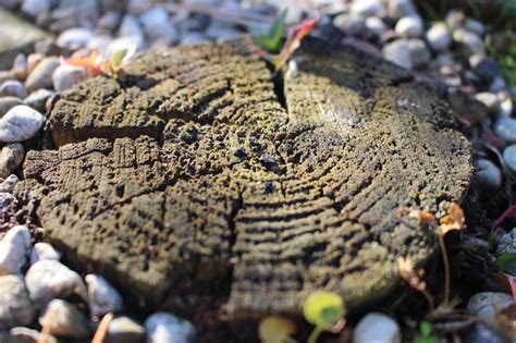 Premium Photo Macro Wood Cross Section Under Bright Light