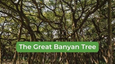 The Great Banyan Tree: 10 Fascinating Facts and Stories!