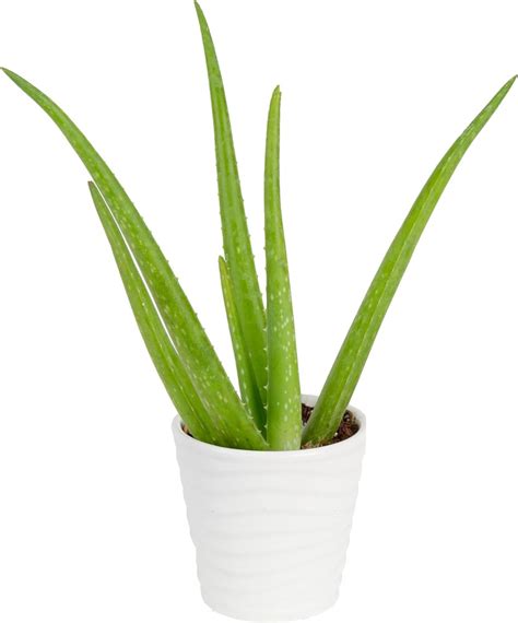 Costa Farms Aloe Vera Live Indoor Succulent Plant Easy Grow Houseplant