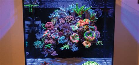 Studio 12 Gallon Nano Reef Tank Ph