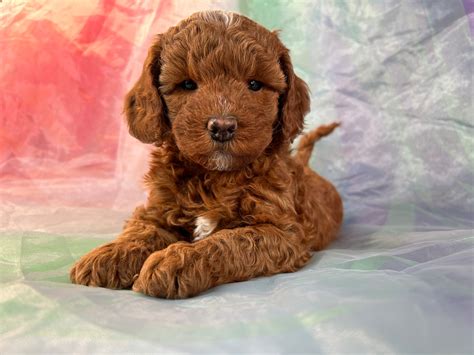 Dark Red Mini Bernedoodle Breeders In Iowa