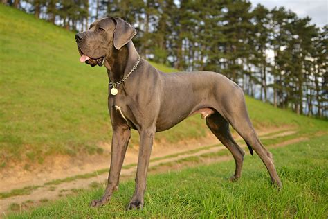 10 Interesting Great Dane Facts You Might Not Know Dogster