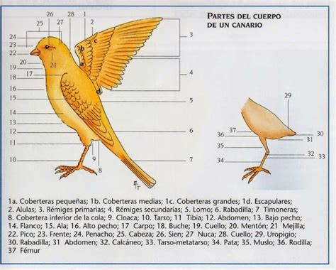 Canarios Canario Miniatura Raza Española