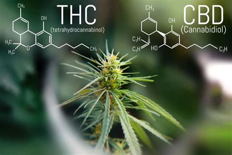 Cuál es la diferencia entre CBD y THC y porque es importante saber