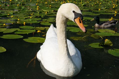 Fotos gratis agua naturaleza pájaro ala blanco lago fauna