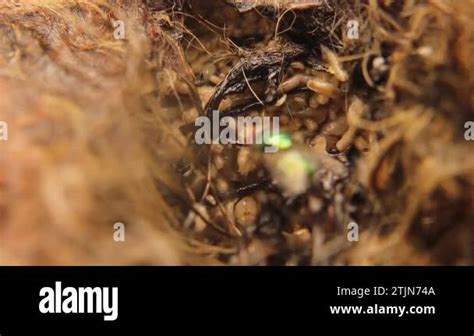 Larvae Of Flies On A Cats Carcass Common Green Bottle Fly Lucilia