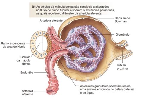 Filtração glomerular Anatomia papel e caneta