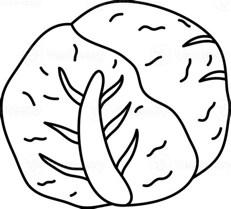 Cabbage Outline Hand Drawn 20695733 Png