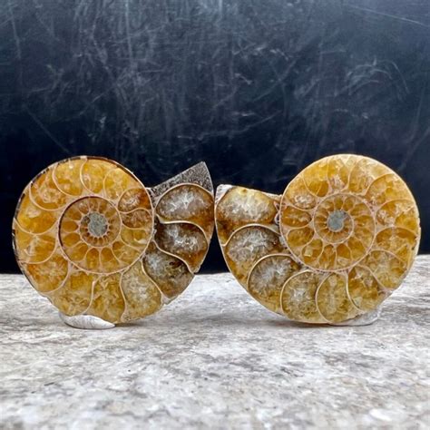 Cut & Polished Ammonite Fossil Matching pair Ammonoids Fossils – UK Fossils