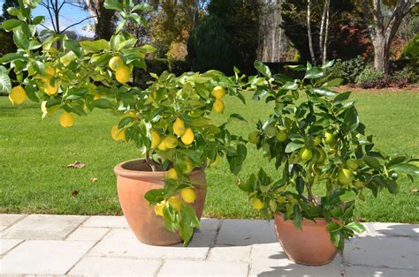 Growing Citrus Trees In Pots The Tree Center