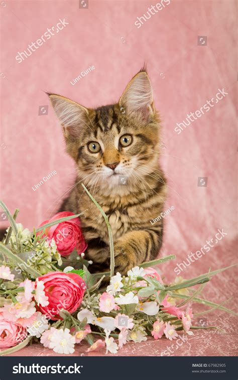 Valentine Mother Day Maine Coon Kitten Playing With Pink Bouquet Of