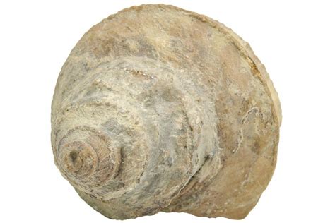 17 Pennsylvanian Gastropod Worthenia Fossil Texas 212120 For