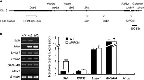 Chromosomal Dynamics At The Shh Locus Limb Bud Specific Differential