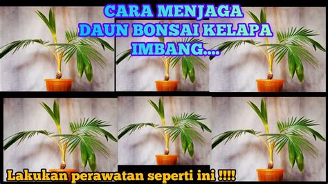 Cara Dan Trik Imbangkan Daun Bonsai Kelapa Youtube