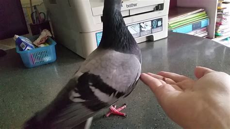 Bird Having Sex With Human Youtube