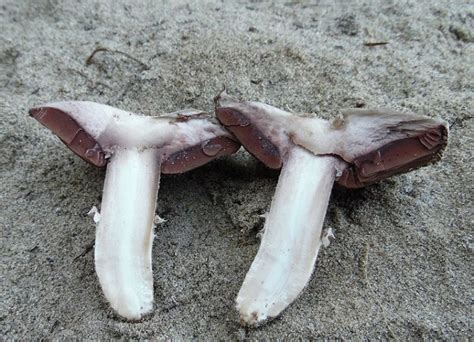 Agaricus Devoniensis Funghi Commestibili
