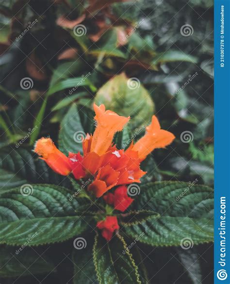 The flowers orange color stock photo. Image of hobby - 210307378