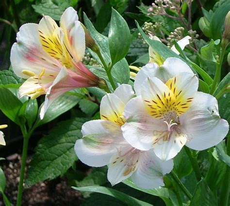 Alstroemeria Plants Ubicaciondepersonascdmxgobmx