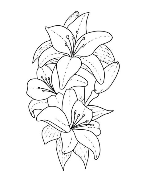 Lily Picture Drawing Coloring Page