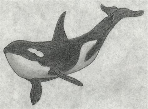 Orca By Lursa On Deviantart