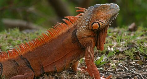 Iguana Facts For Kids 15 Fascinating Tidbits About These Amazing