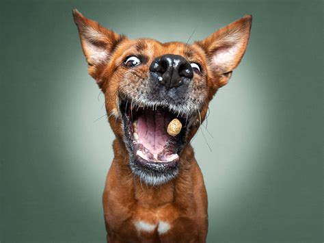 The Unbridled Joy Of Dogs Catching Treats