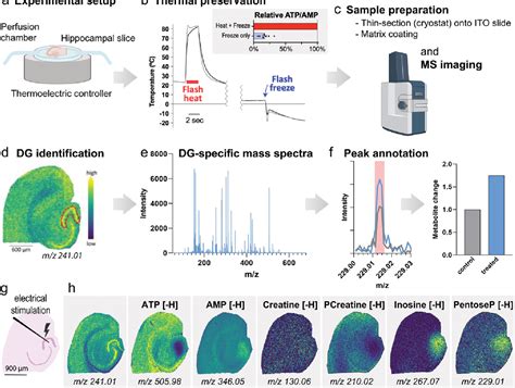 Figure 1 From Spatially Resolved Metabolomics And Isotope Tracing