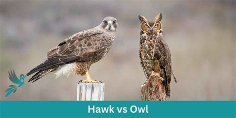 Hawk Vs Owl A Friendly Comparison Of Two Majestic Birds Of Prey