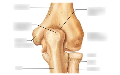 Posterior Elbow Diagram Quizlet