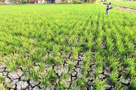 Apa Saja Dampak El Nino Bagi Kehidupan Ini Penjelasannya