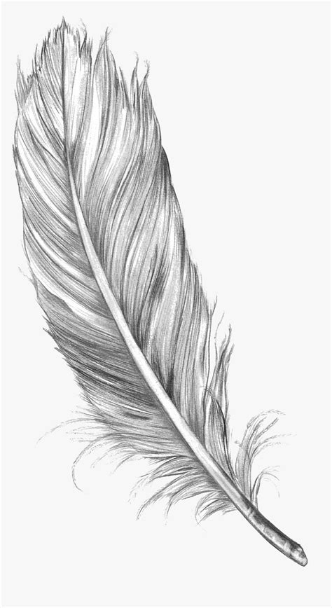 Feather Art Drawing Sketch Bird Free Hd Image Clipart - Feather Sketch ...