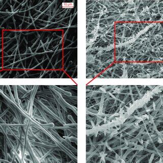 The Morphology Of Composite Scaffolds Sem Images Of Epcl And Epcl Fa