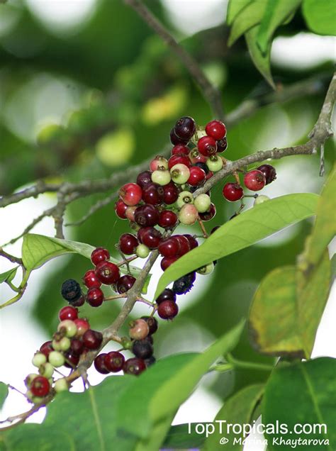 Syzygium polyanthum , Eugenia balsamea, Eugenia nitida, Eugenia polyantha, Indonesian Bayleaf, Salam