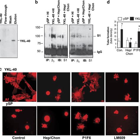 Expression Of Ykl 40 In Various Cell Lines A Once All The Cells Were Download Scientific