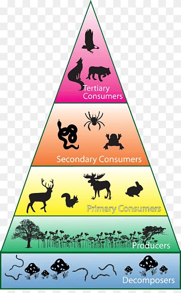 Rainforest Food Pyramid