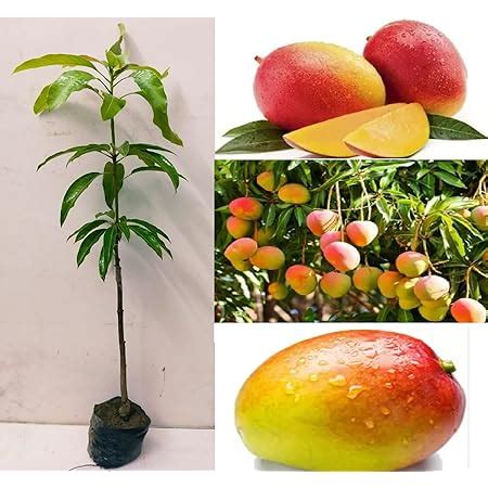 Green View Gulab Khas Mangifera Indica Rare Mango Fruit 1 Grafted