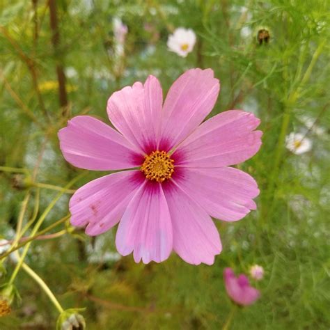 Cosmea Schmuckk Rbchen Cosmos Bipinnatus Samen