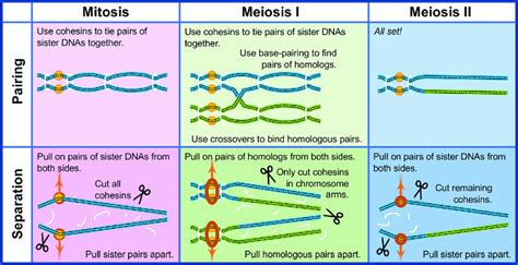 The pair-pull-part strategy shared by mitosis and meiosis. Mitosis and... | Download Scientific ...