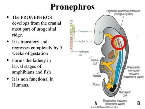 Pronephros Female Reproductive System Anatomy Human Body Anatomy