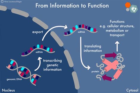 Mrna Covid 19 Vaccines Facts Vs Fiction