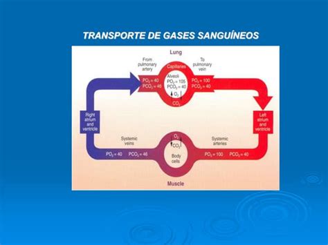 Os Gases São Apresentados Para Transporte Em Quais Aspectos Físicos - Transporte de gases | PPTX