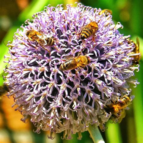 Bienen auf Blüte by Harry Schäfer on YouPic