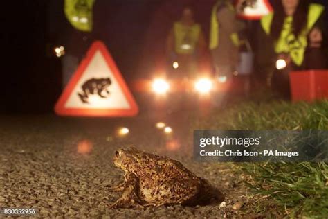 Toad Patrol Photos And Premium High Res Pictures Getty Images