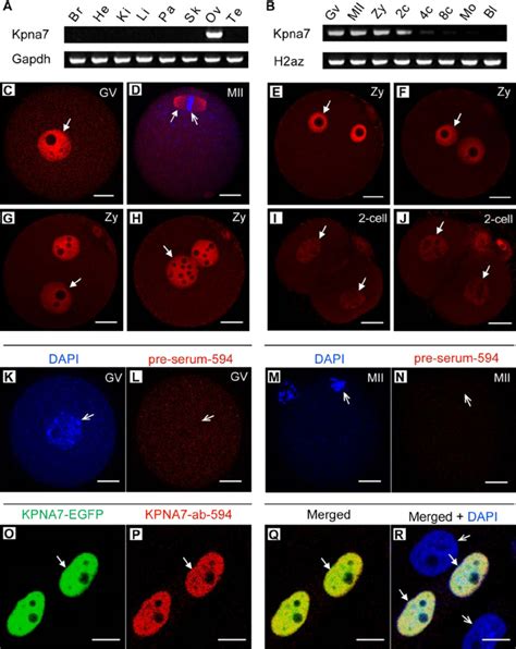 Gene Expression Pattern And Subcellular Localization Of Mouse Kpna7 A