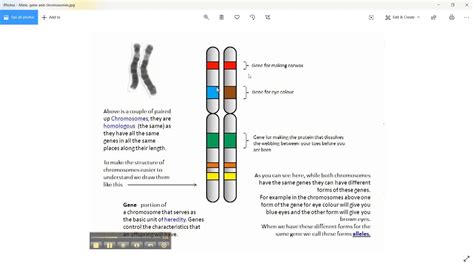 Quick Explanation Difference Between Gene Allele And Chromosomes