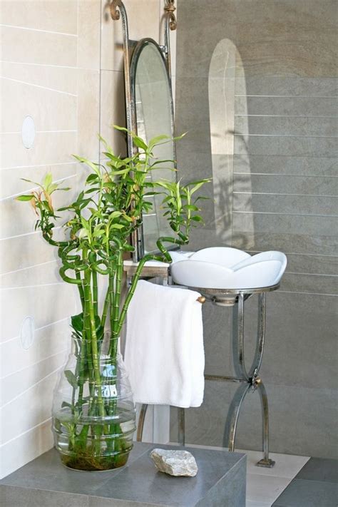 Best Plants For Bathrooms 20 Indoor Plants For The Bathroom